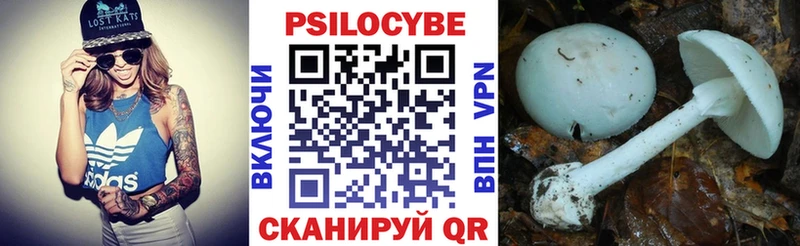 закладка  Северо-Курильск  Псилоцибиновые грибы Psilocybe 